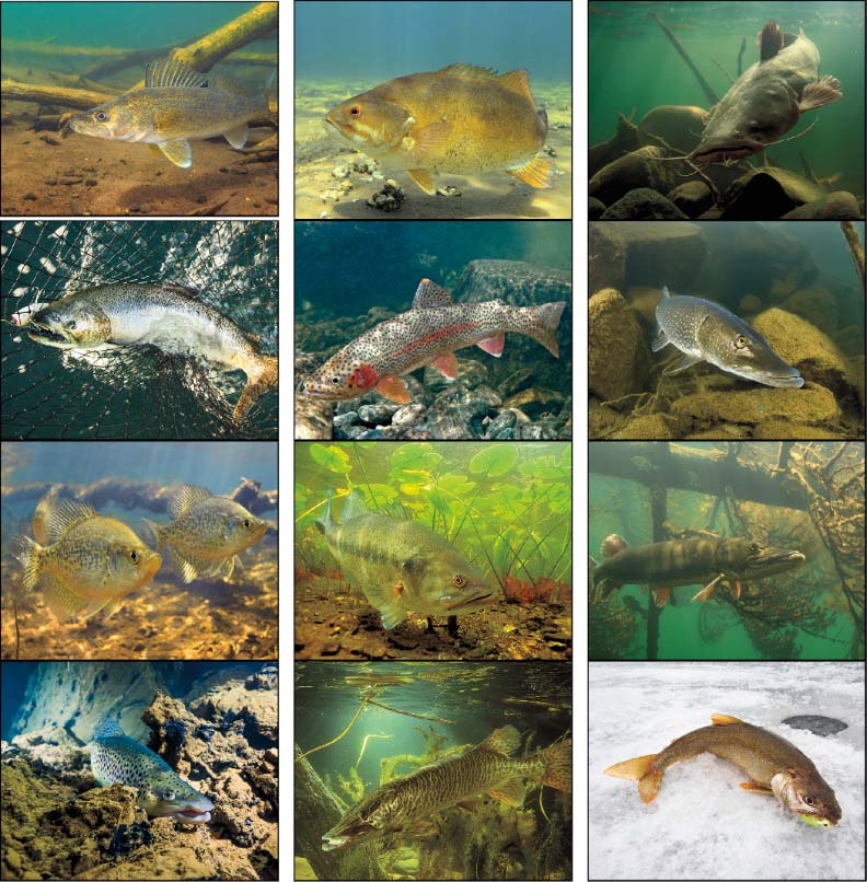 fishing Calendars