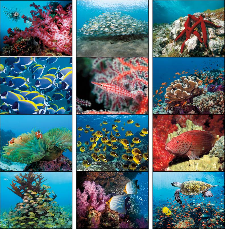 ocean glory