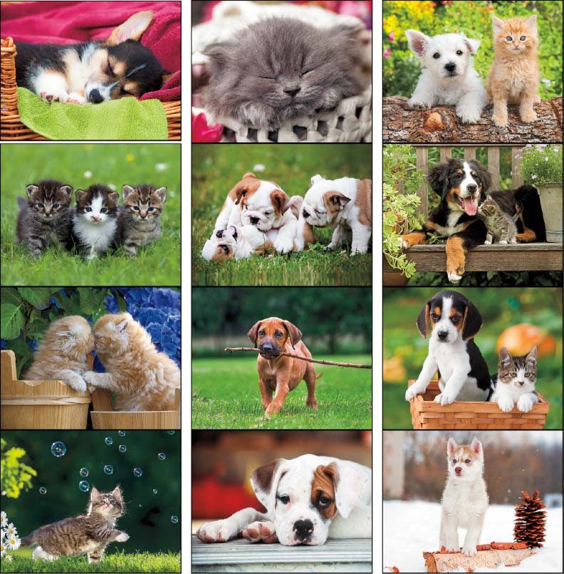 puppies & kittens