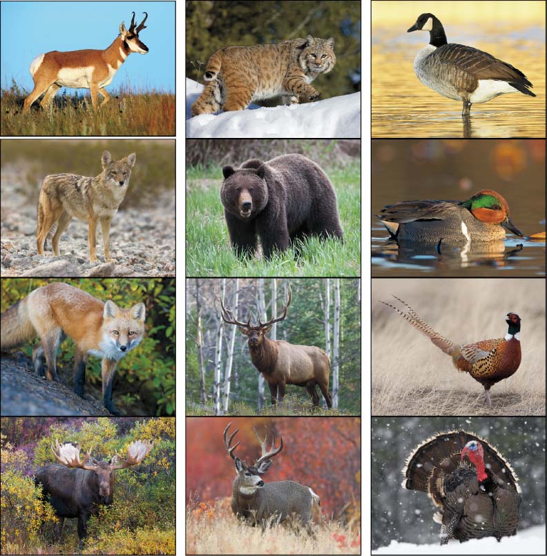 Wildlife Portraits Calendars